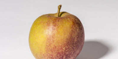 Bio-Apfel Schöner aus Boskoop I Biohof Ottilie